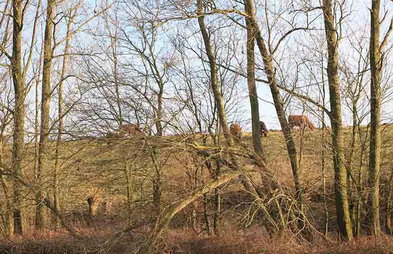 Vergaderen in de Biesbosch bij More-Itz